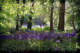 Portglenone forest bluebell boy